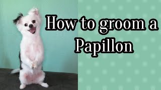 How to groom a papillon mix [upl. by Anerec]