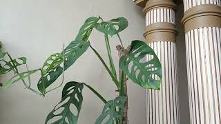 Giant Monstera Acuminata [upl. by Erdreid522]