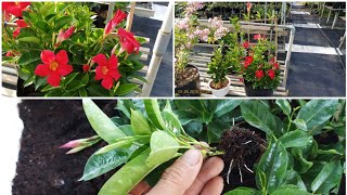 Mandevilla propagation cuttings [upl. by Suilenrac830]