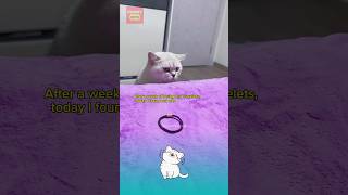 find the culprit to take the bracelet and the ending🥰😂 funnypets pets funnypetslife funny cat [upl. by Olette]