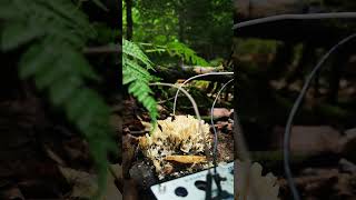 Coral mushroom sings volcamodular modularsynth fieldrecording electronicmusic [upl. by Rather]