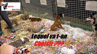 Jachète un Malinois au Salon du Chiot [upl. by Adorne]