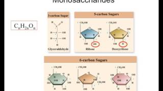 Carbohydrates from monomers to polymers [upl. by Theis]