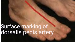 Surface marking of dorsalis pedis artery  Anatomy of dorsalis pedis artery [upl. by Gillett]