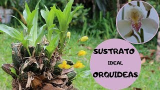 COMO HACER TIERRA O SUSTRATO IDEAL PARA ORQUIDEAS [upl. by Merce]