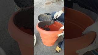 How to make cement pot at home 2😍😍 indianfarmer terracegardening phoolpatte kitchengardening [upl. by Hoebart]