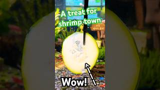 Feeding Hungry Shrimp Zucchini shrimp aquarium shorts [upl. by Eecak636]