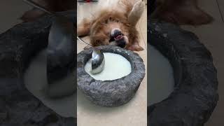 Big medium small old and young dogs can often drink goat milk powder to supplement nutrition [upl. by Ak]