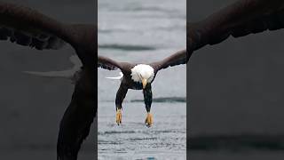 Eagle Action 2024 animals viralvideo shortfeed trendingshorts videos [upl. by Lorianne131]