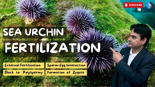 L13 Fertilization in Sea Urchin I Detailed Process I Developmental Biology I IFAS I CSIR [upl. by Lyram]