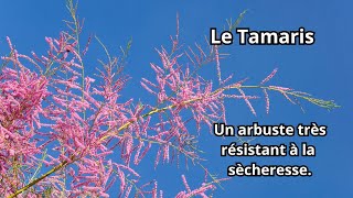 Comment faire pousser un TAMARIS [upl. by Leatrice]