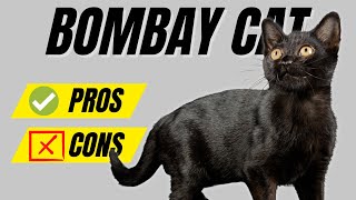 Bombay Cat Ultimate Guide  Pros and Cons [upl. by Inoek]