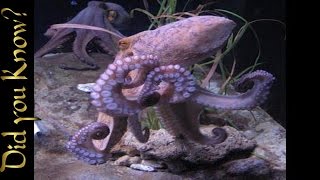 Octopus – How a Giant Pacific Octopus Eats [upl. by Sheldon]