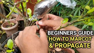 PAANO MAG MARCOT AT PROPAGATE  How to marcot and propagate [upl. by Toole682]