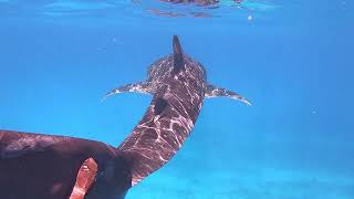 Swim with Whale Sharks in Exmouth [upl. by Macrae]