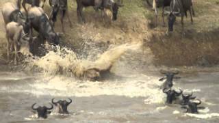 The Mara River Crossing Serengeti National Park [upl. by Eerahc967]