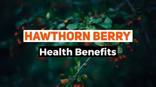 Proven Health Benefits of Hawthorn Berry Herb  Hawthorn Berry benefits heart [upl. by Joice431]