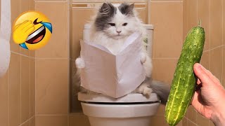 Funniest Cats and Kittens Meowing Compilation  2 [upl. by Annail]