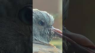 Baby Wood Pigeon Amazing CloseUps 1  Balcony Bird Table [upl. by Aihsemat]