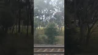 Steamrails Goulburn Valley Explorer 270724 shorts shortvideo train travel windowviews views [upl. by Borer297]