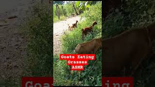 Goats Eating Fresh Grasses Early In The Morning With Birds Sounds asmrsounds goats shortsviral [upl. by Madel]