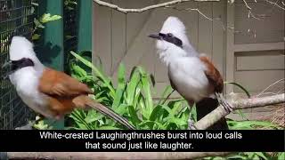 Laughingthrushes raise a smile at Paradise Park in Cornwall [upl. by Emmery]