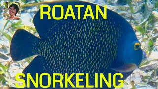 ROATAN SNORKELING WEST BAY BEACH  NO BOAT NEEDED FISH YOU WILL SEE SOLO TRAVEL [upl. by Acinelav218]