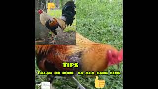 December 302024 Balaw or dome na mga dark legs tips Fighting Cock Guidelines [upl. by Notsag777]