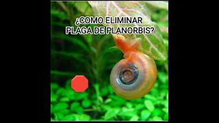 ¿¡COMO ELIMINAR una PLAGA de PLANORBIS Worldloveaquarium [upl. by Price]