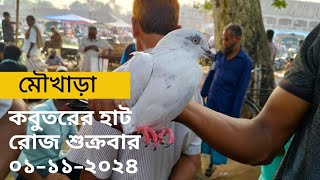 fancy pigeon price in bd 2024  fancy kobutor price in Bangladesh 2024 [upl. by Slaby780]