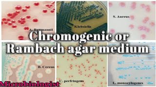 Chromogenic or Rambach agar medium culture media lecture 25 [upl. by Hussar88]