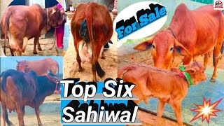 💞Top Six Sahiwal Cows For Sale।🙏9571401539Call ya WhatsApp Massage karesahiwalcow [upl. by Drahser]