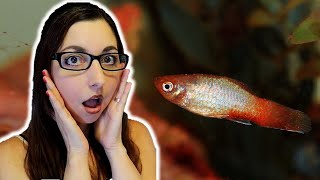 Why Your Fish Has Clamped Fins And How To Treat It 🐠 Fish Diseases [upl. by Enneiluj]