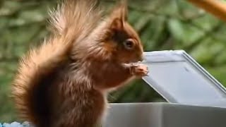 Red Squirrel Extreme Assault Course  Clever Critters  BBC Studios [upl. by Vaish]