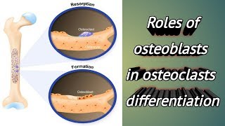 Roles of osteoblasts involved in osteoclasts differentiation ISM [upl. by Gurias850]