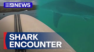 Surfer recounts scary encounter with fivemetre great white  9 News Australia [upl. by Spector]