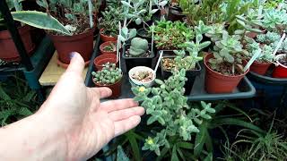 Delosperma echinatum fuzzy leaved Succulent in Bloom  Pickle Plant Ice Plant [upl. by Eedolem575]