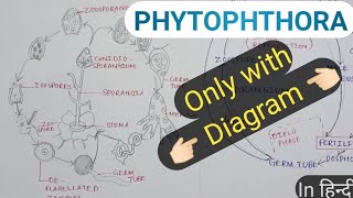 Phytophthora explanation in diagram conceptualizedays [upl. by Clute]