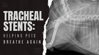 Understanding Tracheal Collapse in Dogs and Tracheal Stents [upl. by Ttesil]