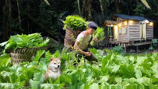 900 days in forest Plant papaya vegetables tomatoes harvest for sale build nests for chickens [upl. by Nelle]