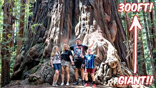 New Zealand Family see Americas GIANT Redwood Trees for the first time WE FELT SO SMALL [upl. by Liatrice]