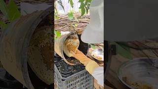 HONEY BEE FARMING APICULTURE  Beekeeping trending shorts beekeeping honey bee honeybee [upl. by Chanda640]