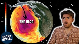 Shark Solves Mysterious Ocean Anomaly The Blob [upl. by Sualokcin89]