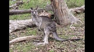 Currawong Bush Park Walks Doncaster East [upl. by Ayra]