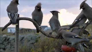 Waxwings on a Stick  Fair Isle Shetland [upl. by Tolmann]