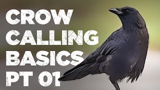 Crow Calling Basics [upl. by Colbye]