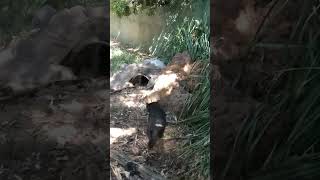 Real Tasmanian Devil [upl. by Aynod120]