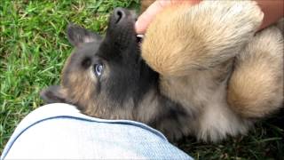 Belgian Tervuren  Tervuerens Valpmys HD [upl. by Notgnillew350]