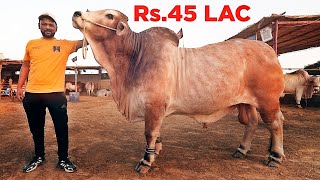 Rs45 Lac ka Bull Highway Street Food in Karachi  Cattle Farms ke Heavy Janwar [upl. by Notlek]