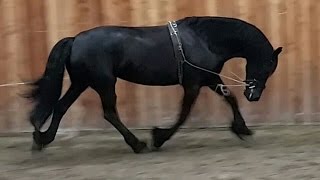 How lunging your Friesian horse without a lunge [upl. by Marigolda467]